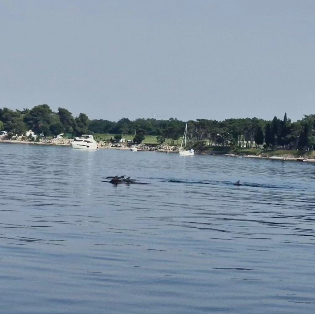 Dolphins near the coast