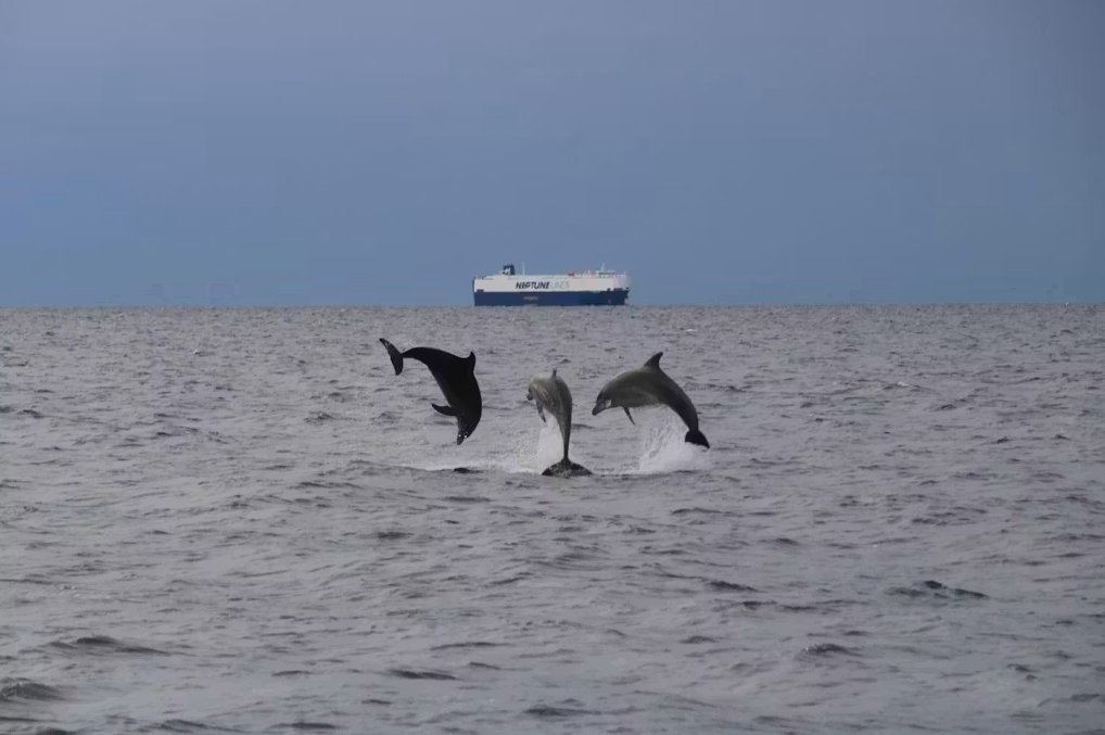 Dolphins jumping